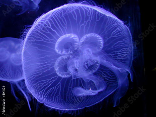 detailed neon-blue jellyfish