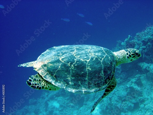 life under water, hawksbill turtle