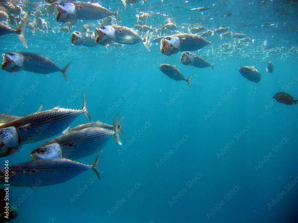 Fototapeta premium life under water