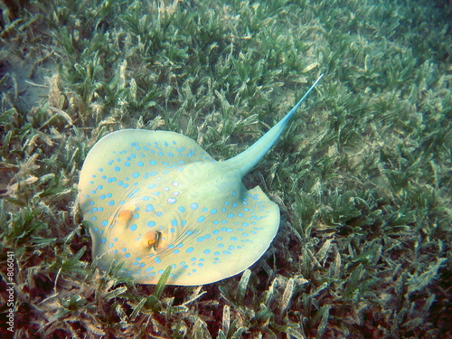 porcupine ray