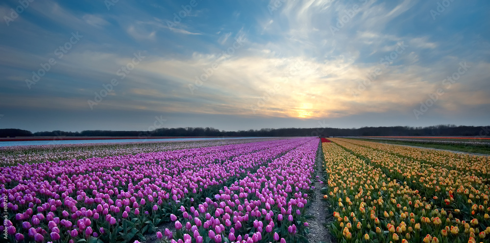 Naklejka premium sunset tulips