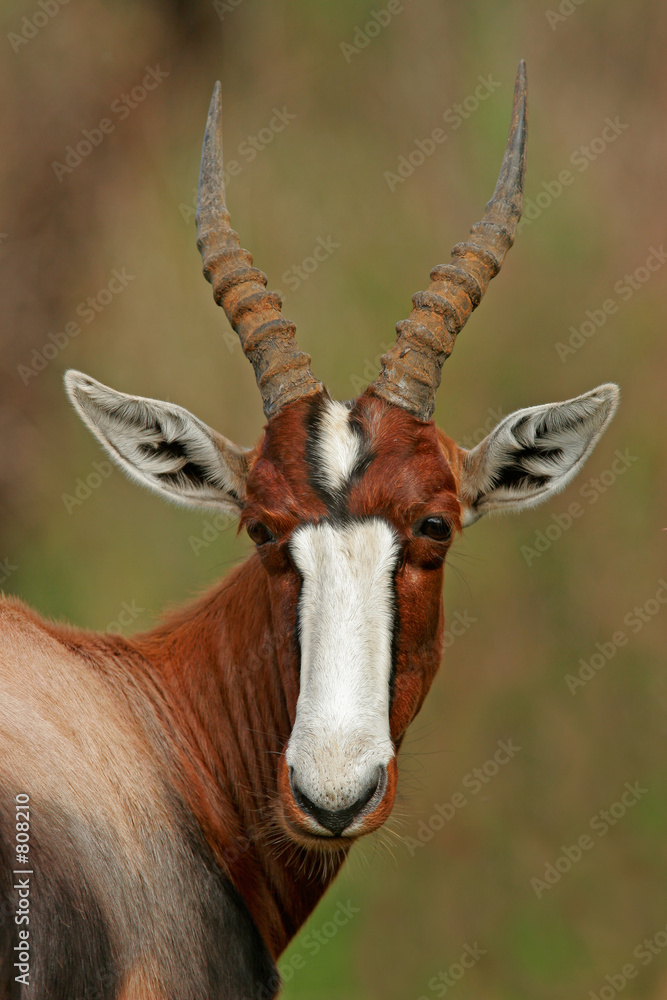 bontebok antelope