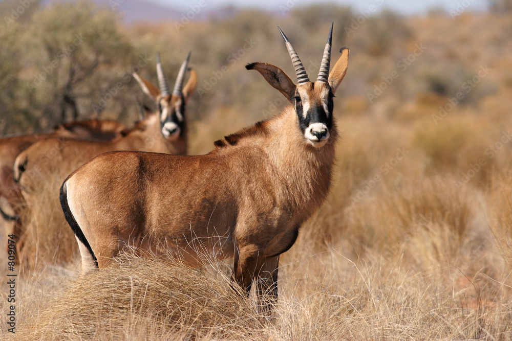 Foto roan antelopes