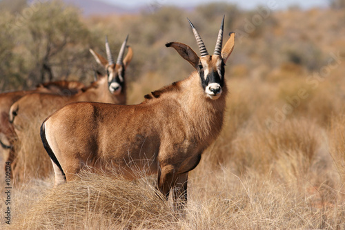 roan antelopes photo