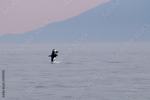 orca 139