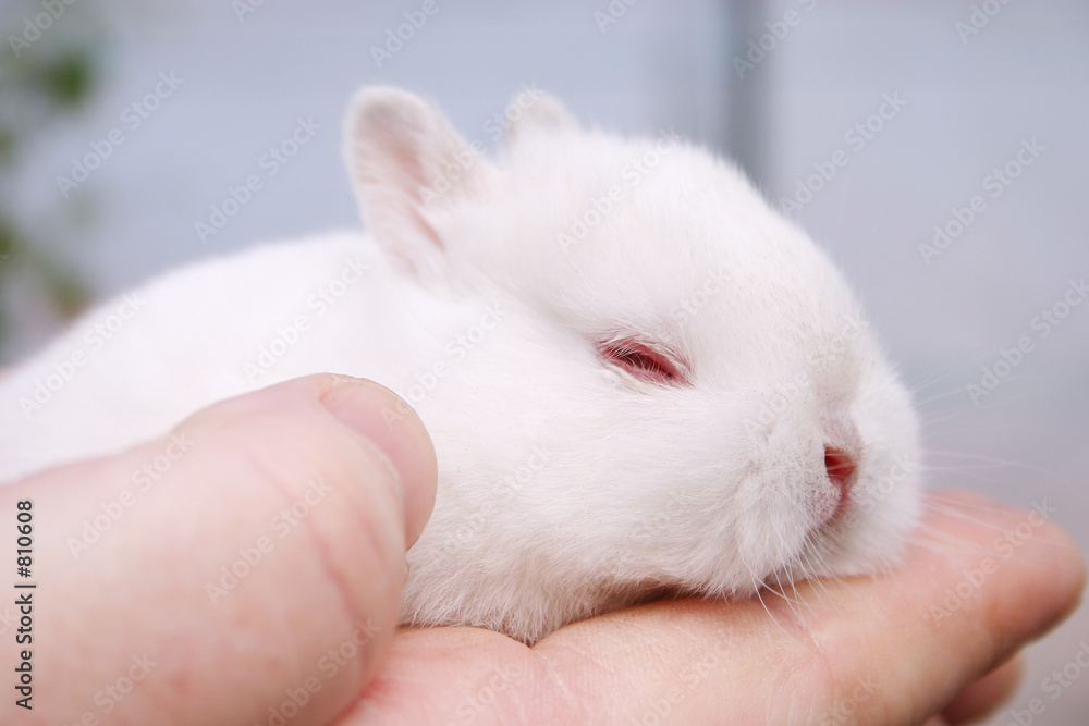 minature rabbits