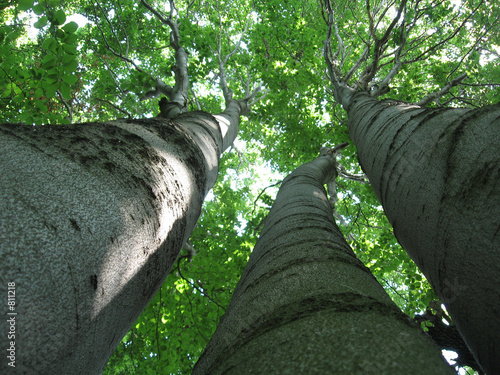 three beeches