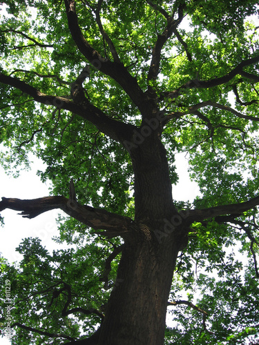 oak tree