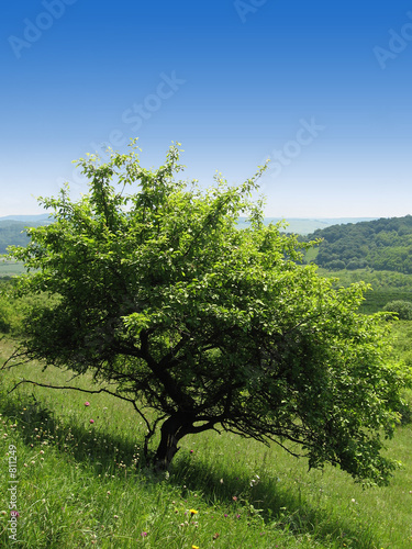 tree on a hill
