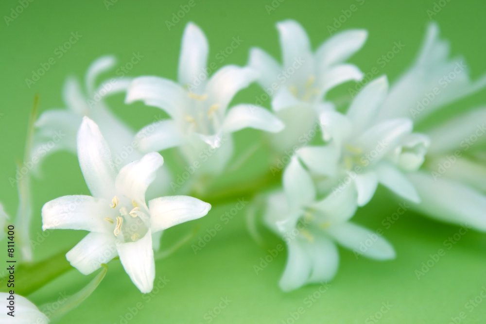 white flowers on green backround