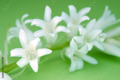 white flowers on green backround