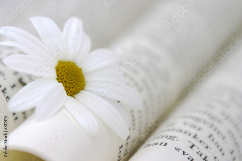 book and daisy