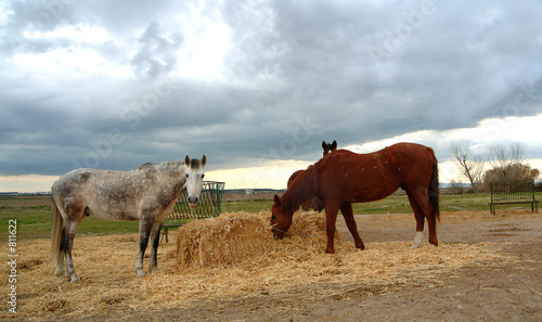 two horses eating in field