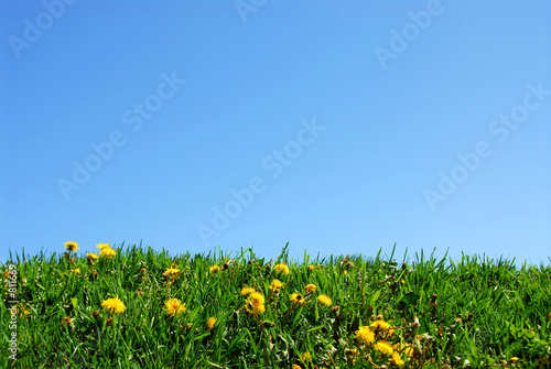 grass and sky background