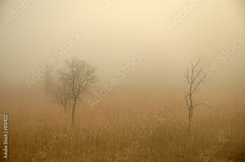 arbres sortant du brouillard