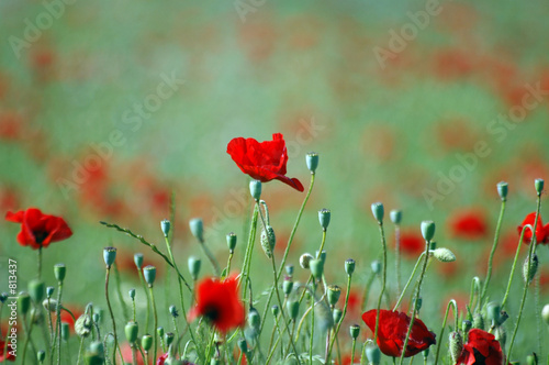 coquelicot
