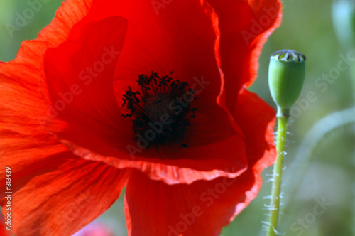 coquelicot
