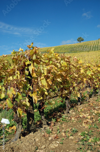 vignoble