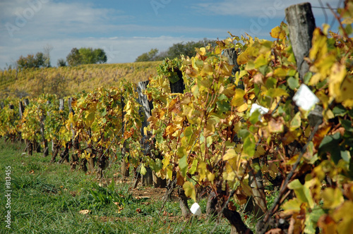 vignes du jura