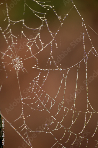 toile d'araignee