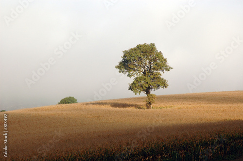 arbre