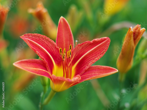 lily flowers in shallow focus in a sea of green  ii 