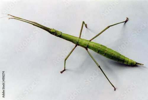 stick insect photo