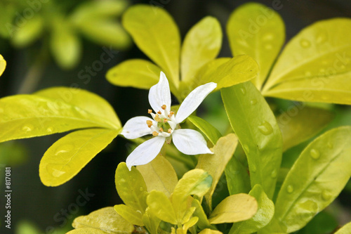 flower on a choisya shrub © leafy