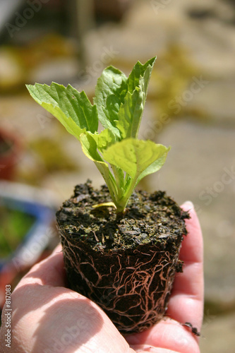 aster seedling