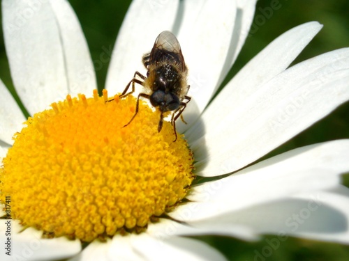 daisy and bee