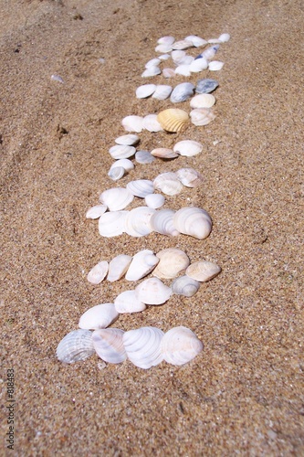 nature with seashells
