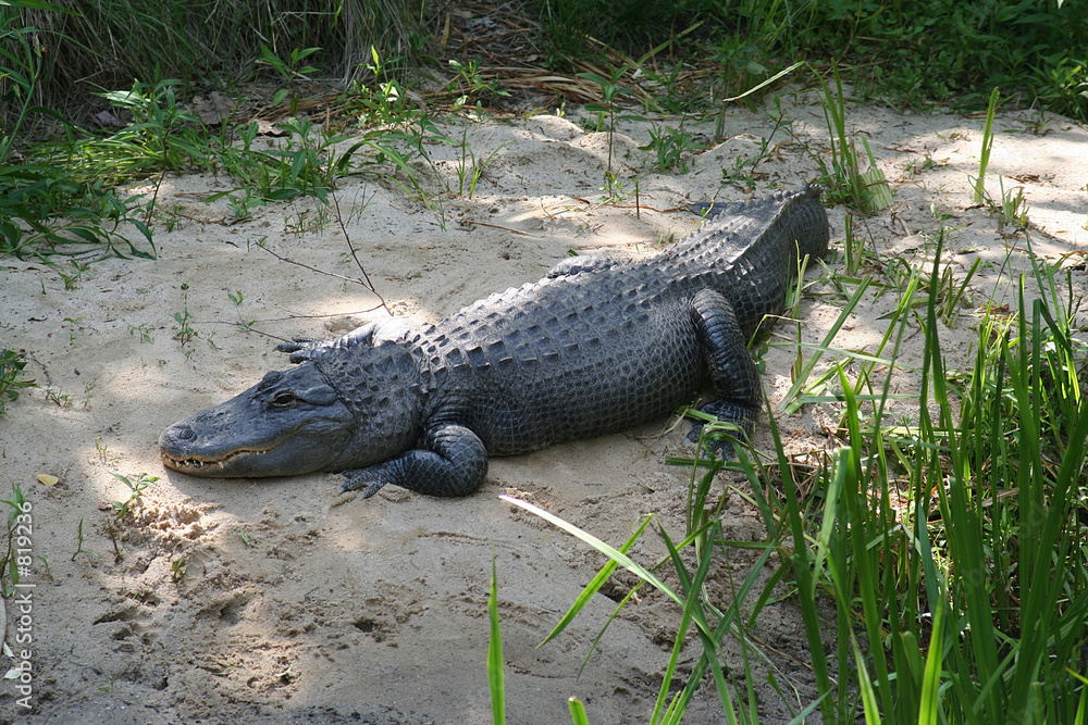 alligator alligator
