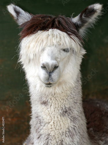 alpaca llama