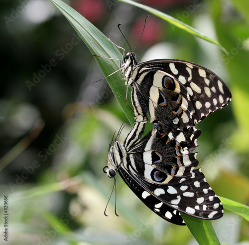 tree nymph butterflies mating