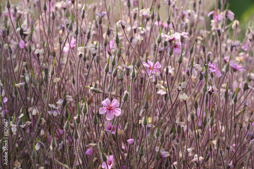 swathe of lobelias