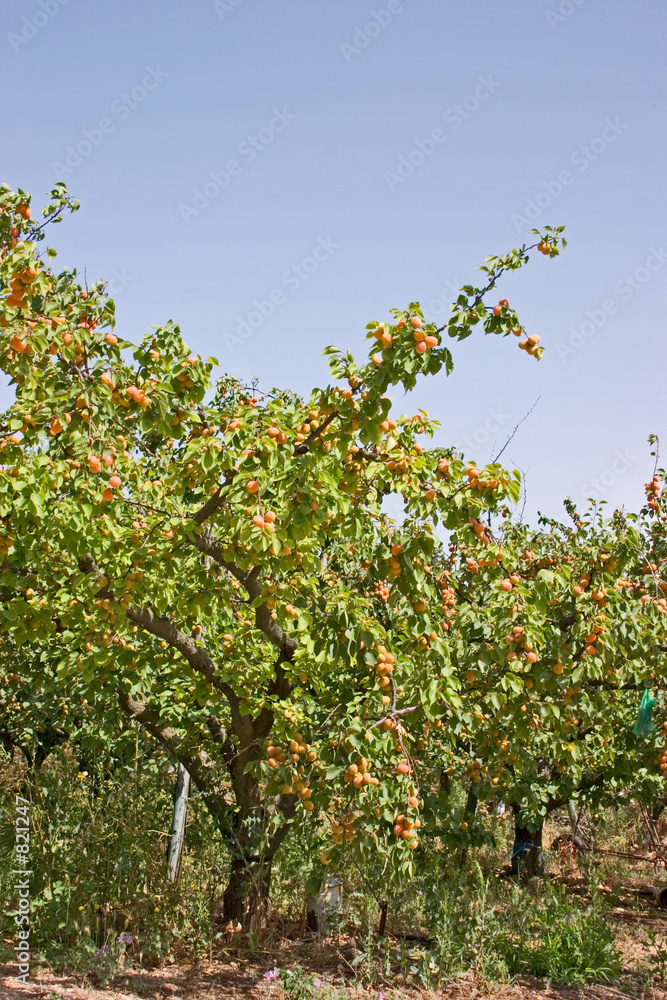 apricot orchard apricot orchard