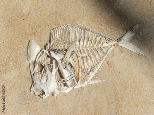 squelette de poisson