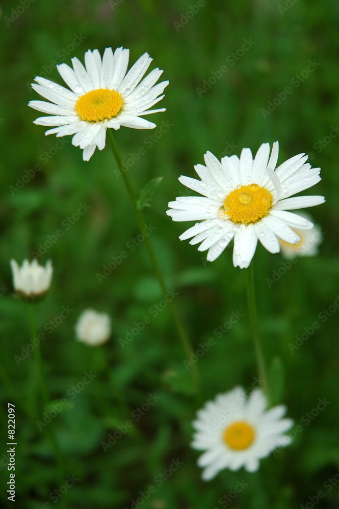 two daisies two daisies