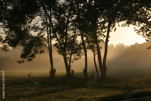 sun shining over a foggy meadow