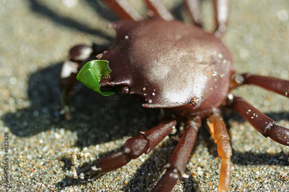 little crab with leaf