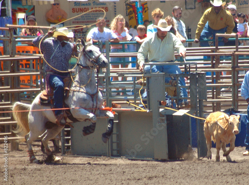 cowboy roping a calf photo