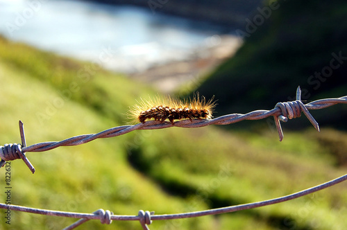 vulnerable caterpillar photo