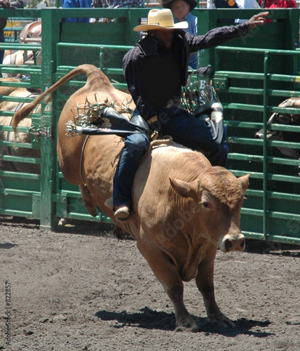 bull & rider photo