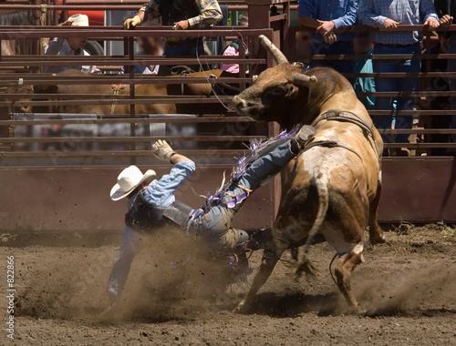 rodeo bull rider photo