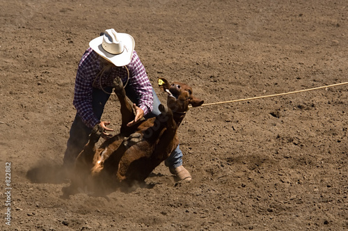 calf roper makes a tie