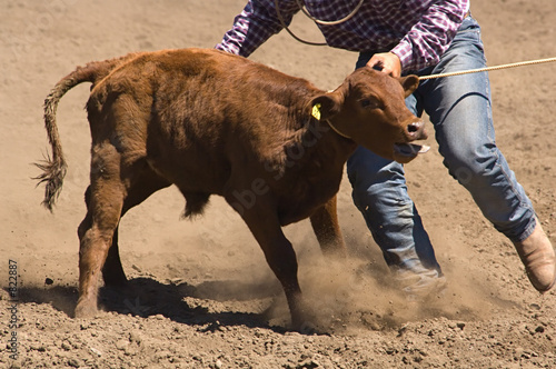 roped calf