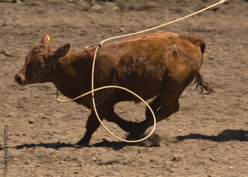 calf being roped