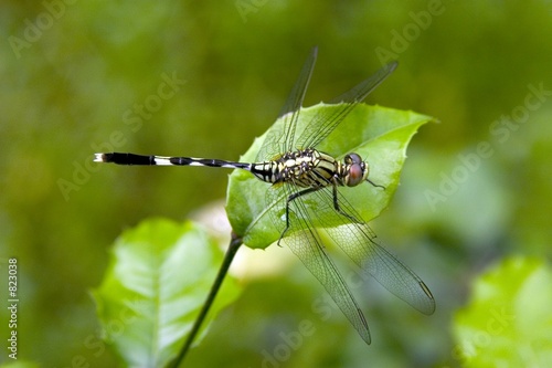 dragonfly photo