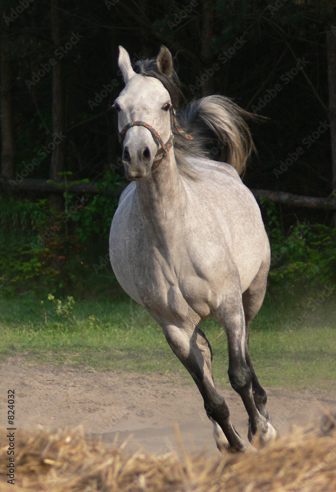 Obraz premium arabian horse