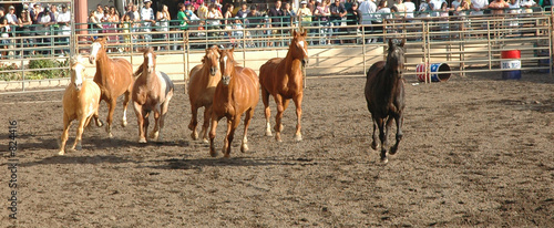 horse herd